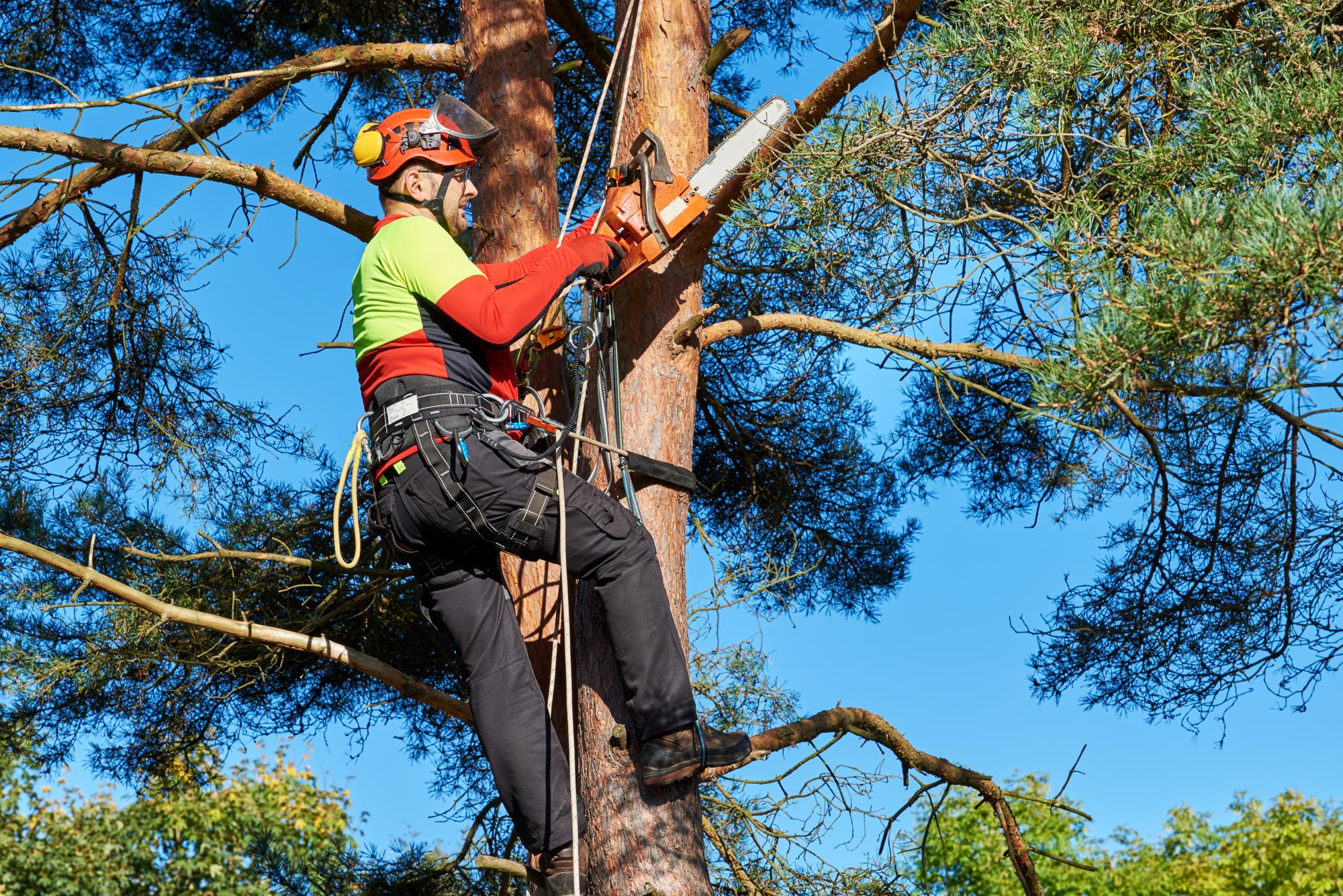 Health and Safety – Treework