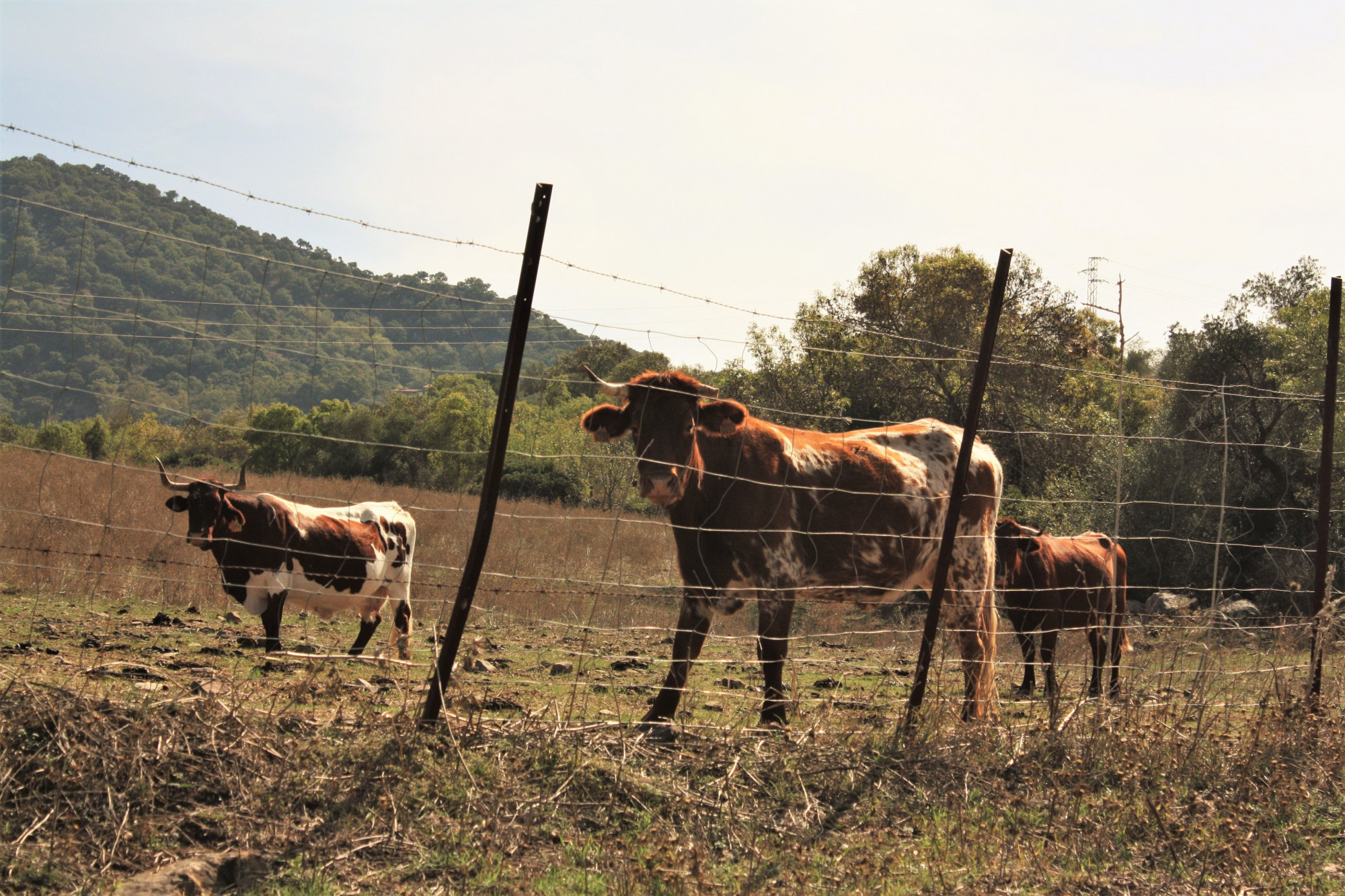 Health, Safety and Environmental Awareness –  Fencing